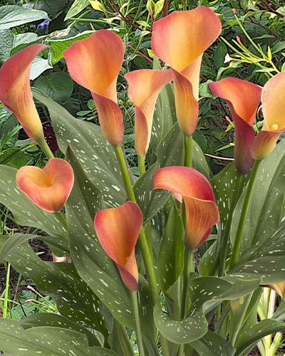 ZANTEDESCHIA MORNING SUN 25 kusov
